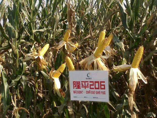 棒大优质高产,玉米品种超级大棒王