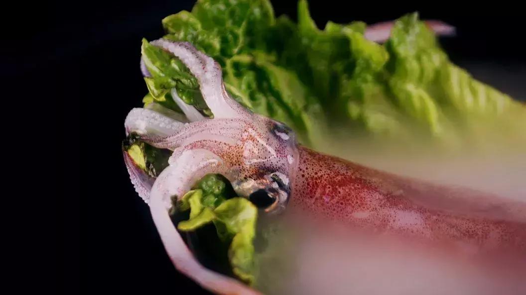 章鱼鱿鱼乌贼傻傻分不清,章鱼鱿鱼乌贼这三样有什么区别