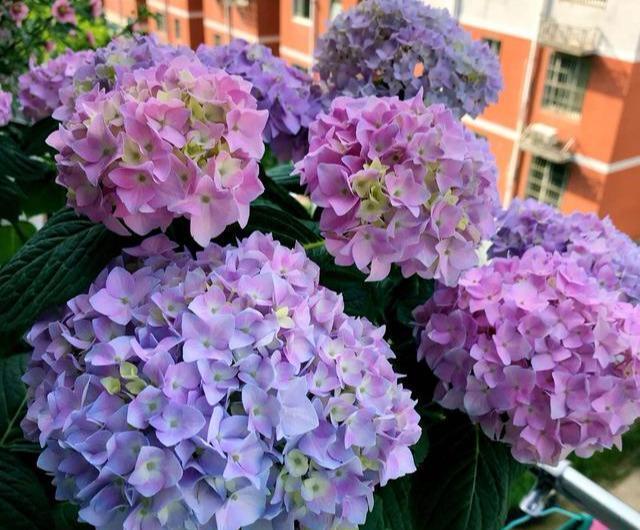 4种花夏天不要多浇水一浇就烂根,这5种花特别耐涝越浇水越会爆盆