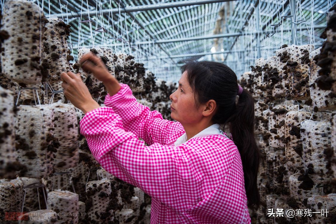 纯天然的野生木耳生长过程,山里采的野生木耳一斤多少钱