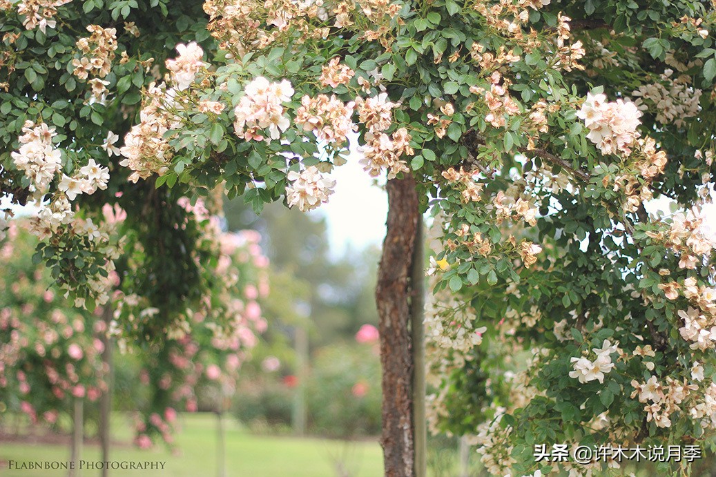 月季为什么黄叶带斑,月季浇水过多黄叶如何挽救