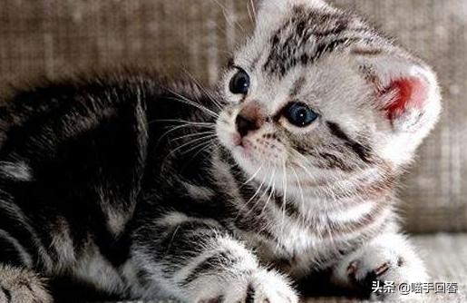 猫咪佝偻病后腿不稳,猫咪佝偻病脊椎塌陷