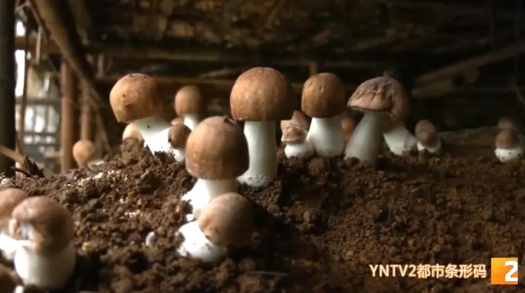 种植小松茸,牛粪种蘑菇技术姬松茸