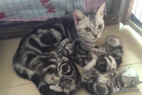 猫难产怎么挽救,猫难产是什么原因造成的