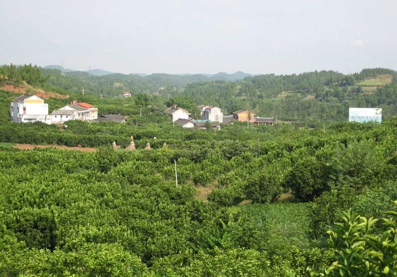 椋庣墿涔嬮兘,椋庣墿鍥涘窛