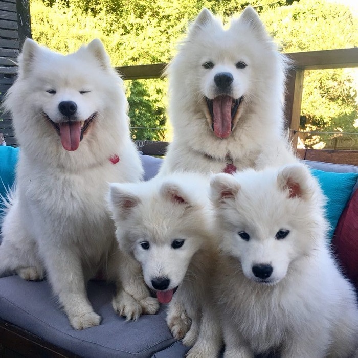 世界上最昂贵的10只狗,世界上十大最名贵的犬种附图