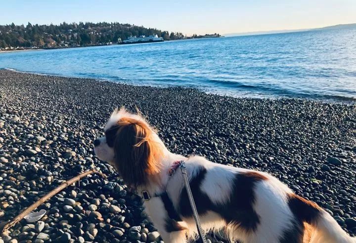 眼睛周围毛色一个白一个棕色，像船长一样