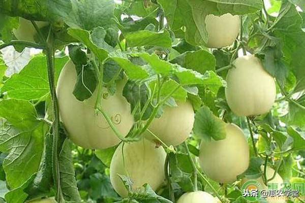 甜瓜种植的最佳时间,甜瓜苗的种植方法和注意事项