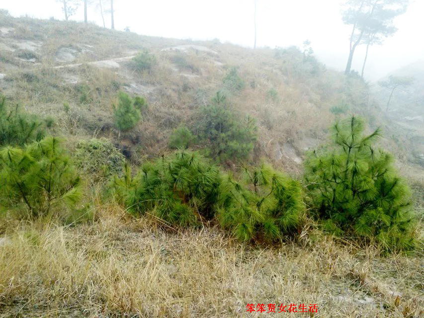 一个叫木头一个叫马尾民谣现场,一个叫木头一个叫马尾有什么含义