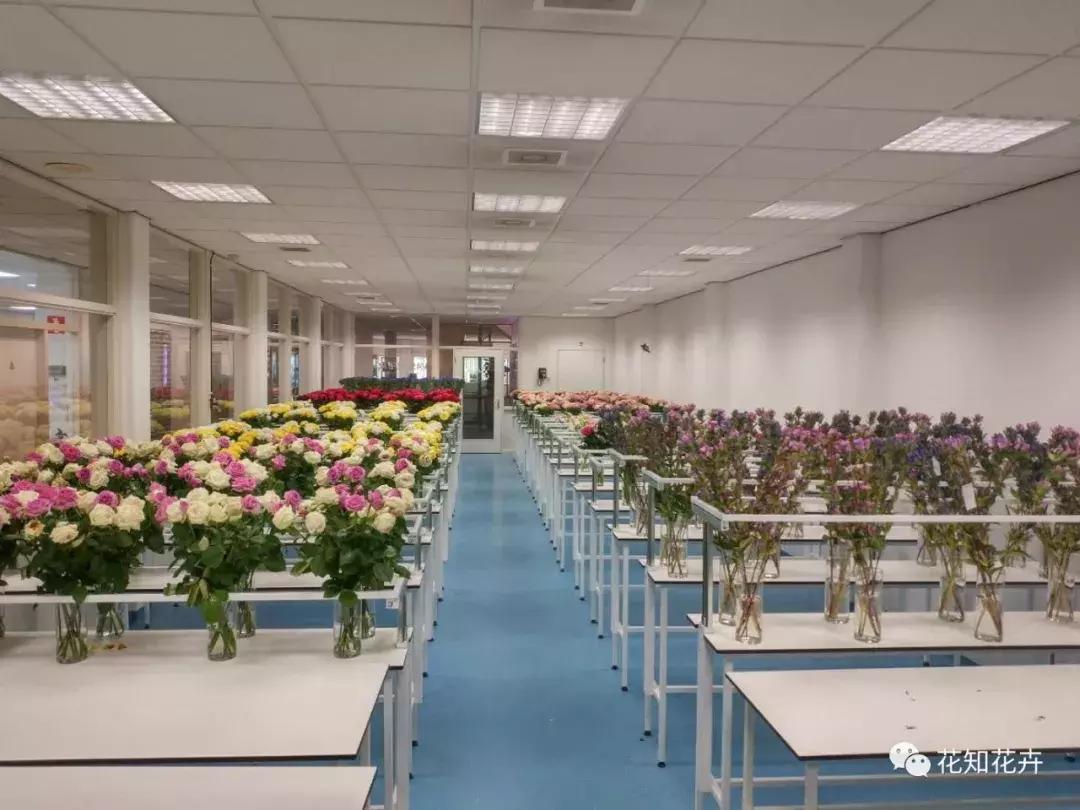 鲜花为什么最爱这一口！｜花呆子的荷兰鲜花游记（二）