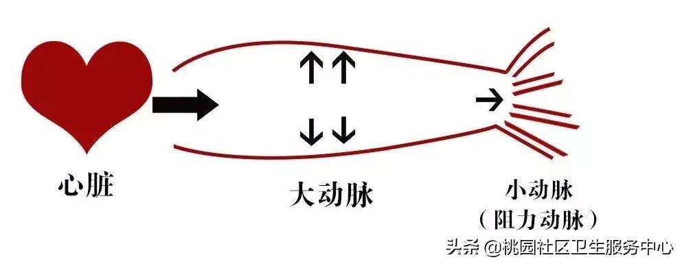 低血压需要警惕什么,低血压一个容易被忽视的大问题