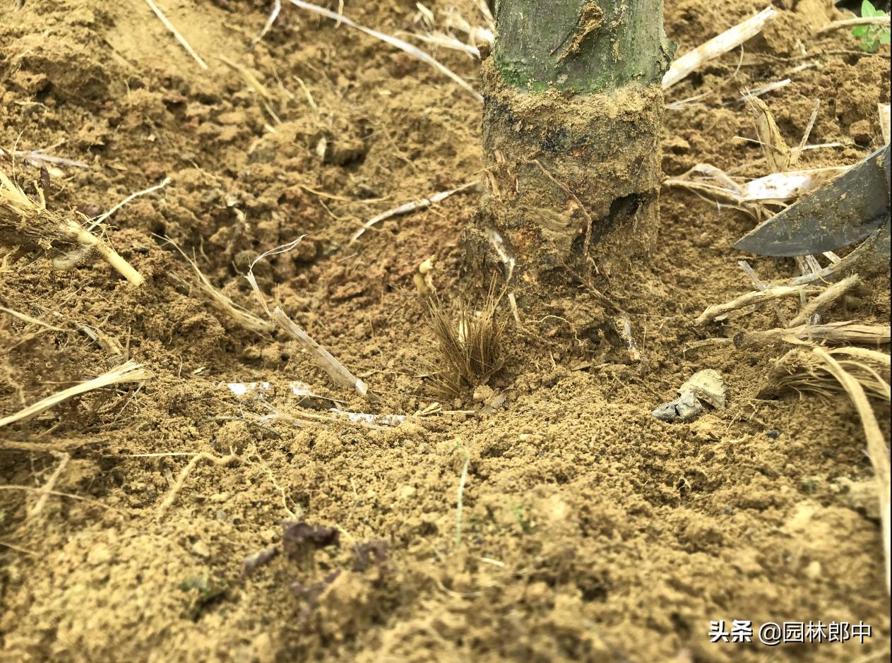 红枫幼苗叶子怎么都蔫了,红枫树叶子突然枯萎了怎么办