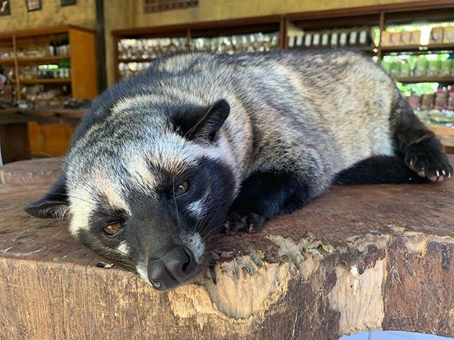 猫屎咖啡有最低消费吗,猫屎咖啡是怎么来的太让人心痛了