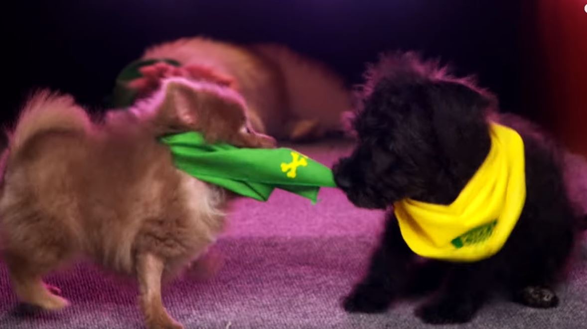 为流浪狗举办的美式足球比赛，欢迎残障狗狗参与，想帮它们找新家