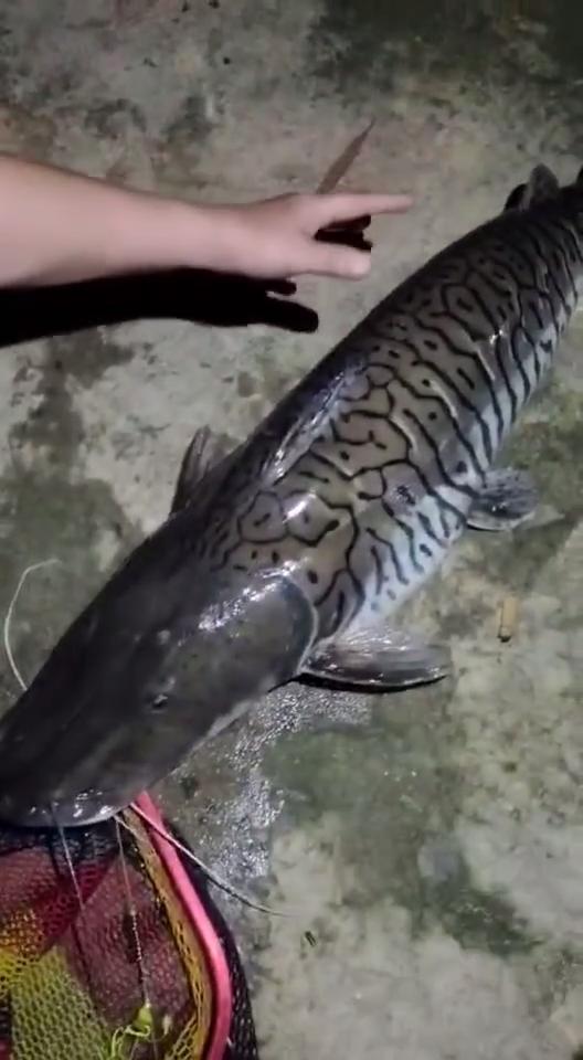 广东渔民捕获的怪鱼,广东淡水的怪鱼