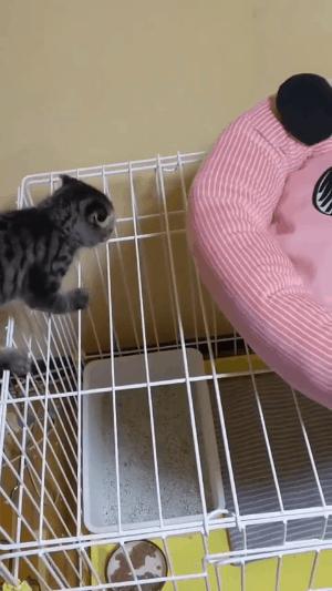 奇怪的知识增加了！猫咪简直就是液体做的