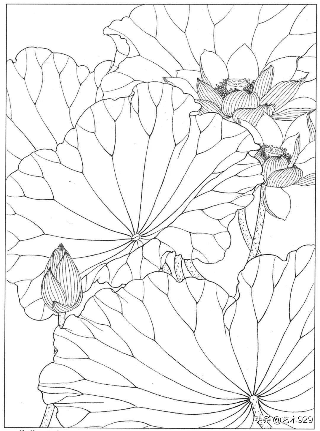 适合初学者的荷花白描画稿,荷花小品实用白描画稿