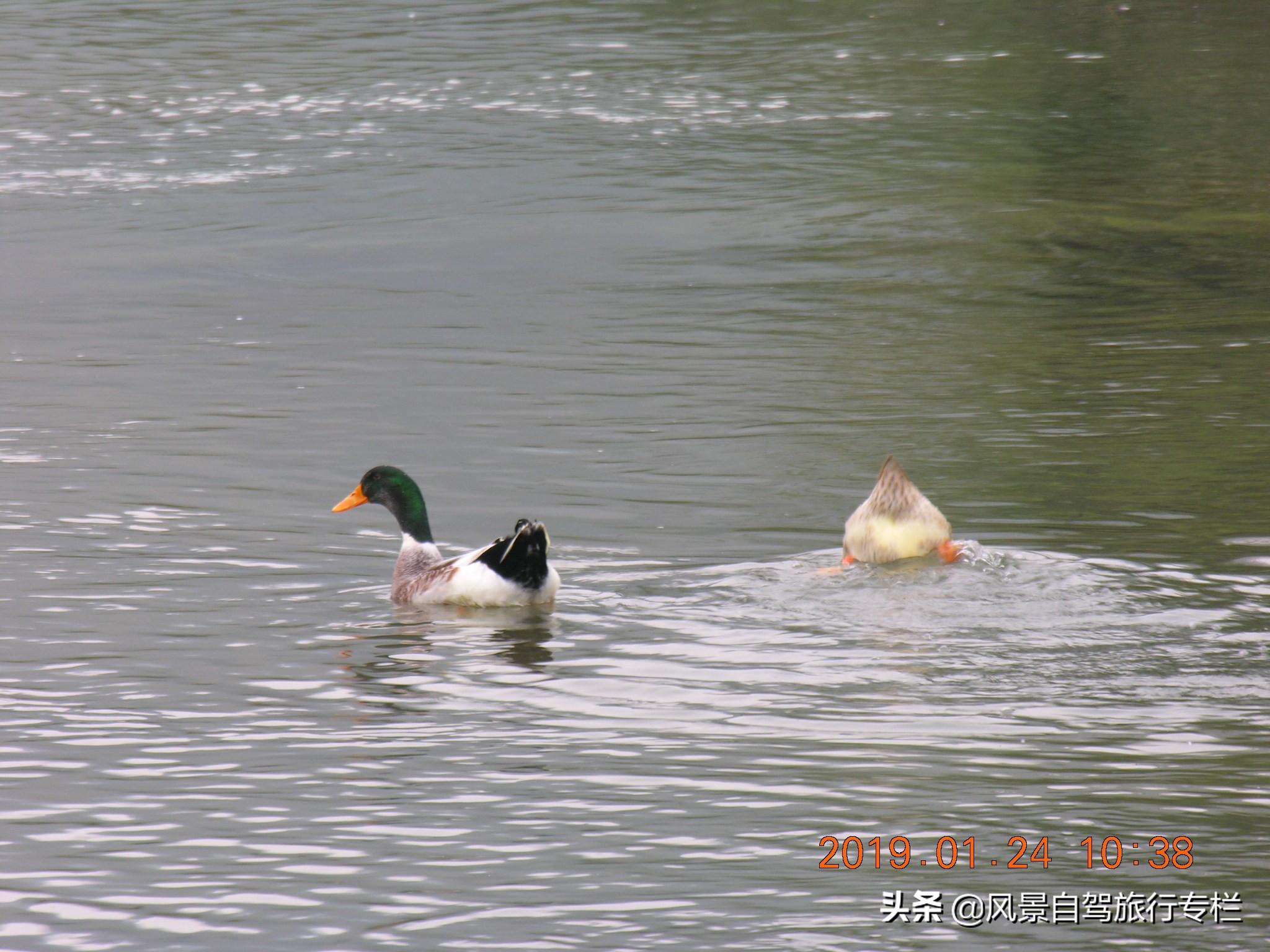 田东棋盘滩景区路好走吗,田东县那拔镇福星村棋盘滩
