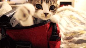 myenglishistoopoor,myenglishispoor是中式英语吗