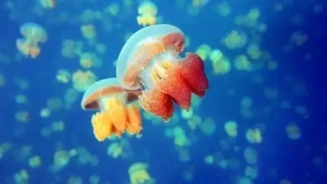 真实帕劳,帕劳的真实体验