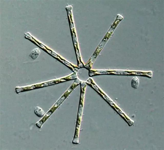 鱼类水产养殖需要哪些藻类,水产养殖显微镜下各种藻类