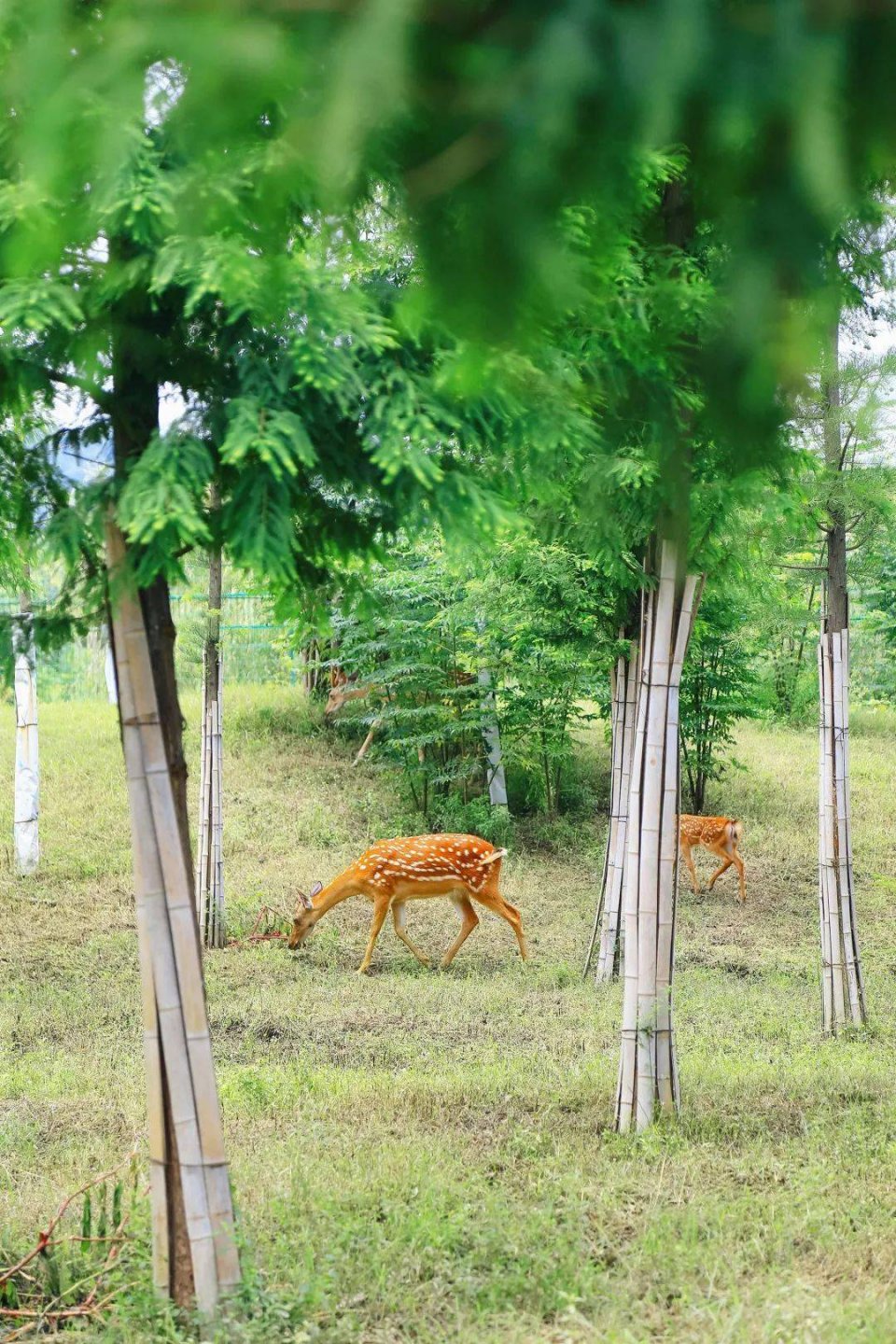 洋沙湖5.1一日游攻略,洋沙湖游玩攻略一天