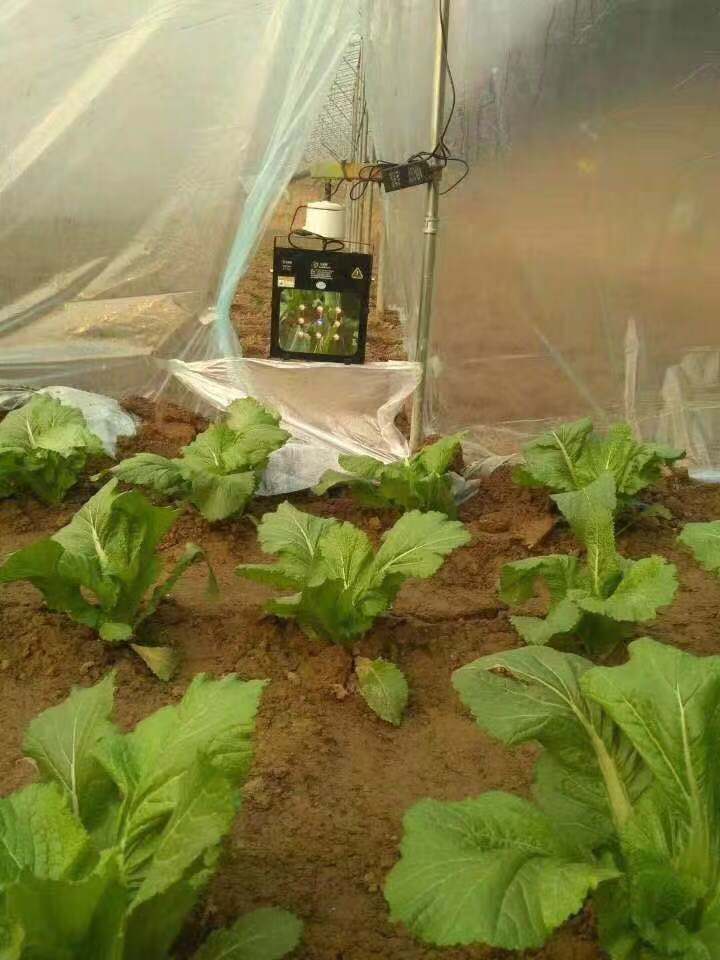 家庭主妇变“种菜达人”一天卖出400盆，把蔬菜当花养，前景诱人