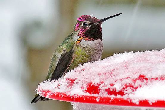 看鸟类视频,各种鸟类过冬姿态