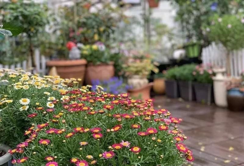 没有阳台也可以种花,没有院子没有阳台适合种什么花