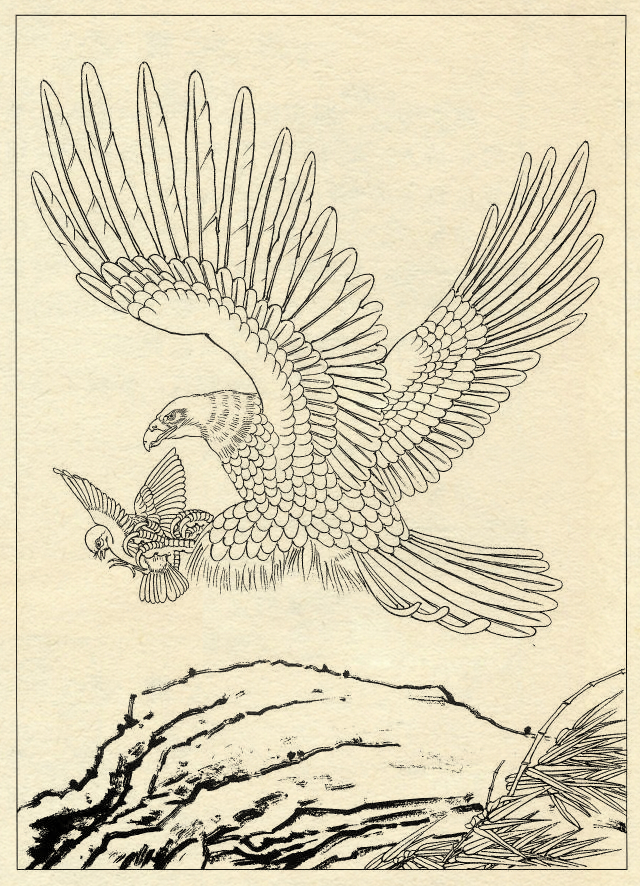 鹰的工笔底稿白描大图,白描鹰的画法图片