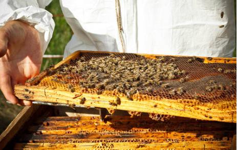 蜜蜂养殖，必须学习防盗蜂技术，否则中意蜂同场饲养肯定失败