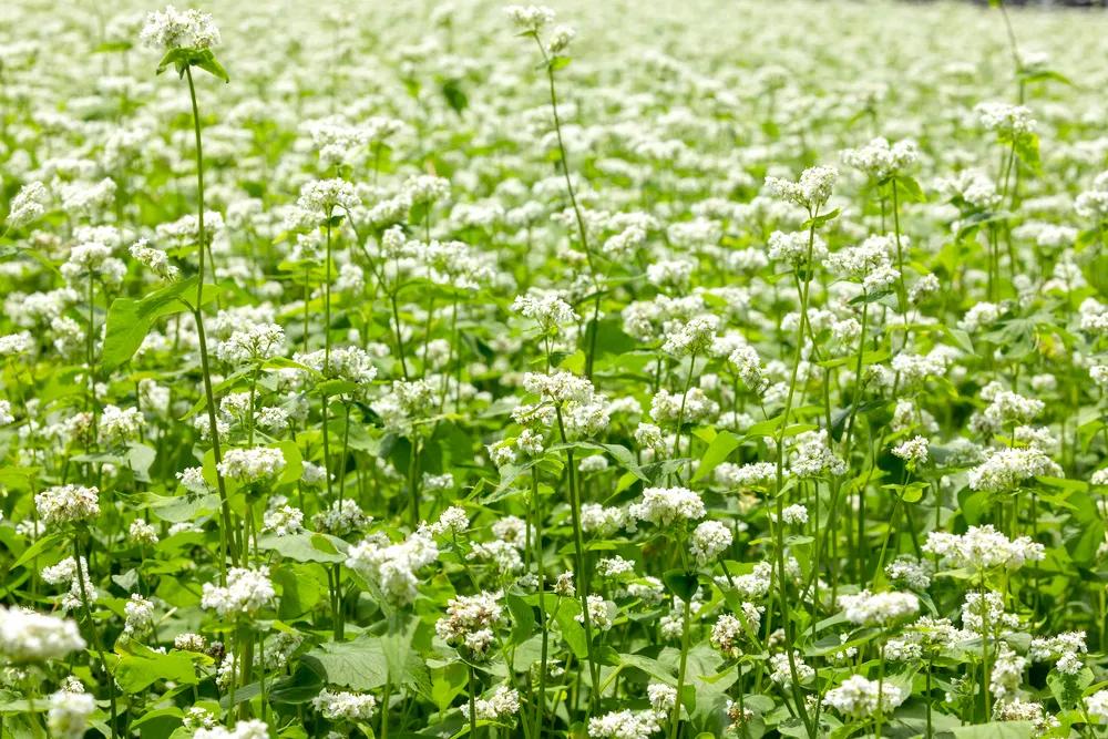 广西这片地方，美如仙境，万里雪白花海，春去旅居好去处