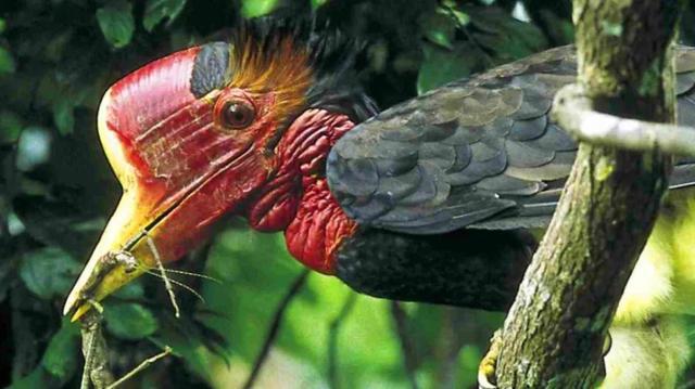 头骨最值钱鸟,头骨很珍贵的鸟