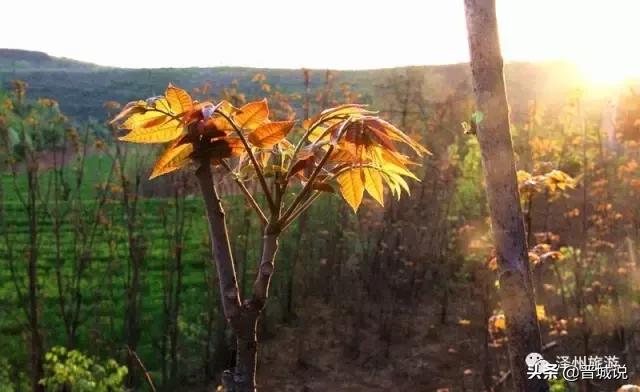 “椿暖花开”来晋城泽州这个村子让你“香椿自由”！