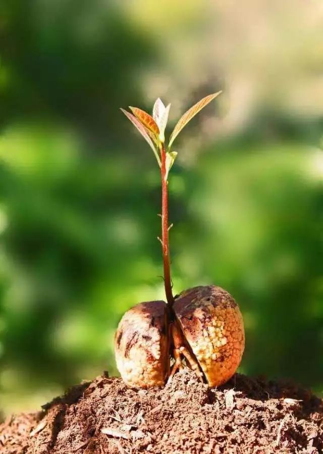 种子怎么育苗出芽率高,怎么能让种子发芽育苗