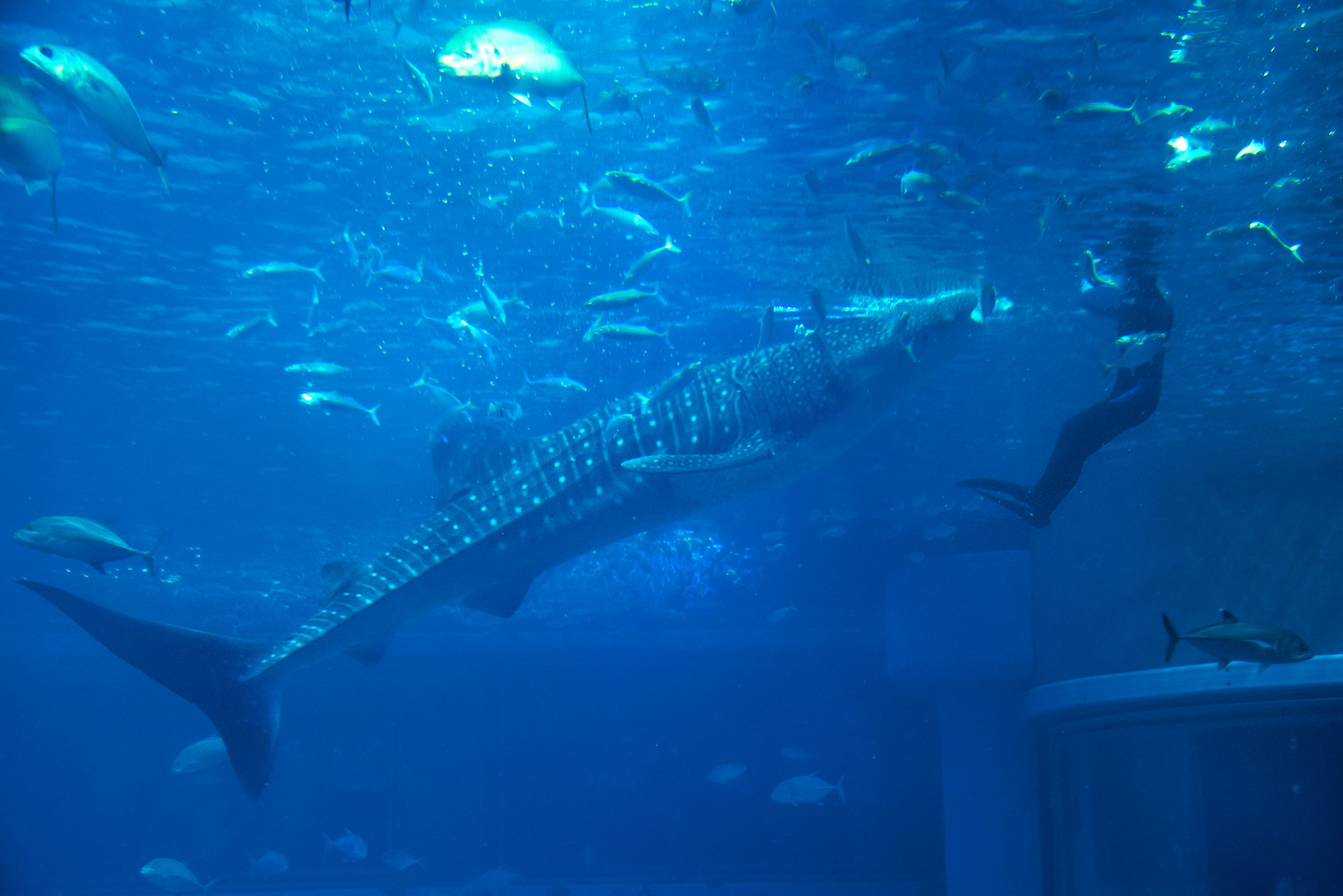 日本大阪两天旅游攻略视频,日本大阪购物攻略