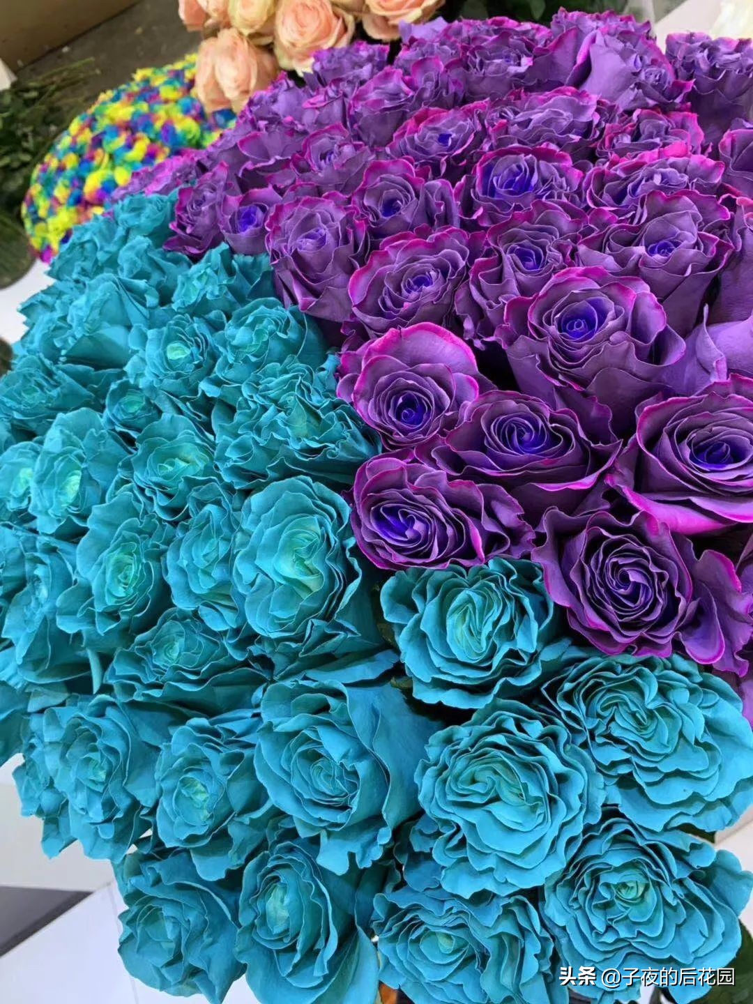 最好的进口玫瑰,进口玫瑰品种