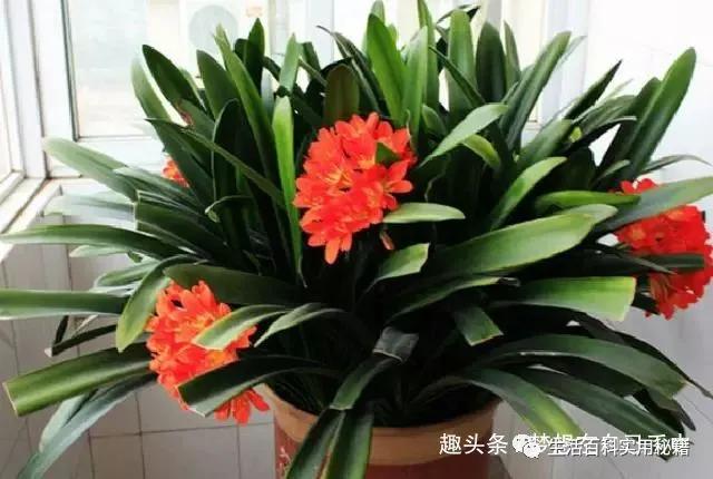 君子兰为什么会烂叶怎么处理,君子兰烂叶的原因和处理办法