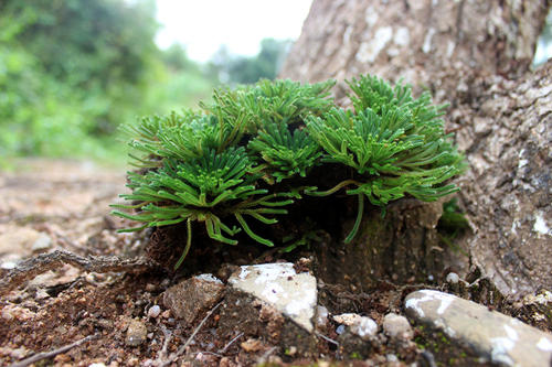 新上盆的卷柏怎么浇水？