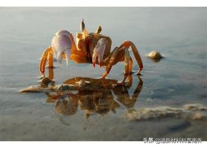 M国牛得很的巨头：塞拉尼斯、杜邦、道康宁（外行可能不了解）