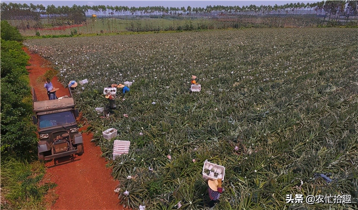 菠萝最新价格是多少钱一斤,现在菠萝还会涨价吗