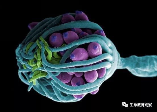 看完后，整个人都有点不对劲了（传播生物知识）