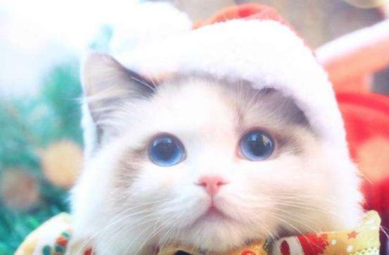 猫中的小仙女有哪些,猫中小仙女是什么