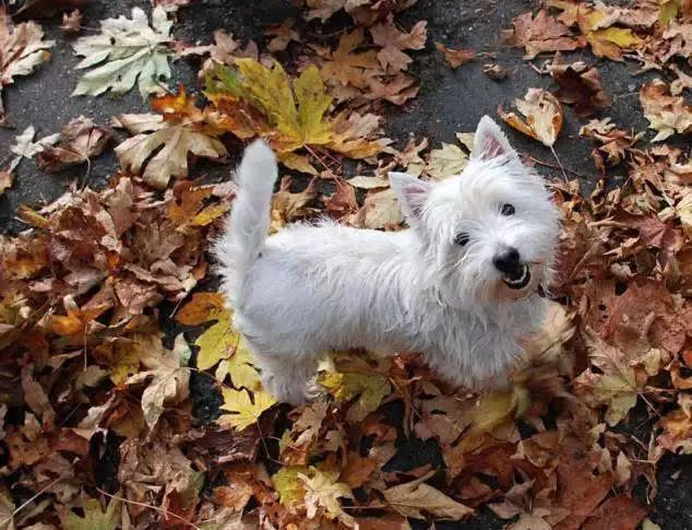 45只名犬排行,45种名犬您都认识吗