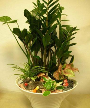 金钱树叶子发黄烂根怎么办,金钱树叶子黄怎么办小妙招