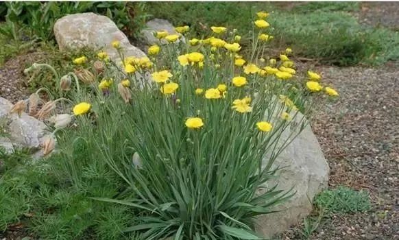 岩石花园景区,岩石园常用花卉