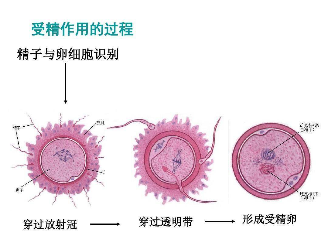 精子和卵子结合的那一刻有灵魂吗,精子与卵子结合时有明亮闪光吗