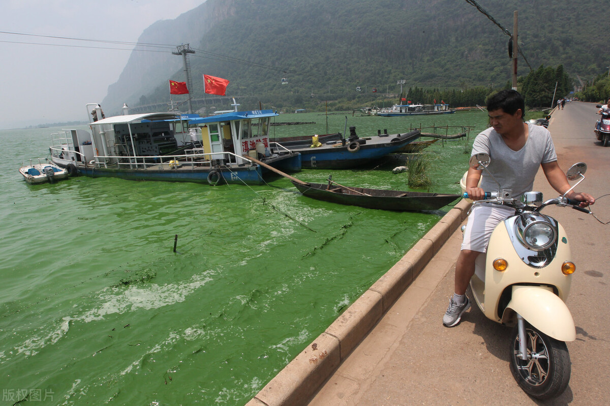 白鲢和花鲢哪个更好养,白鲢跟花鲢哪个更好钓