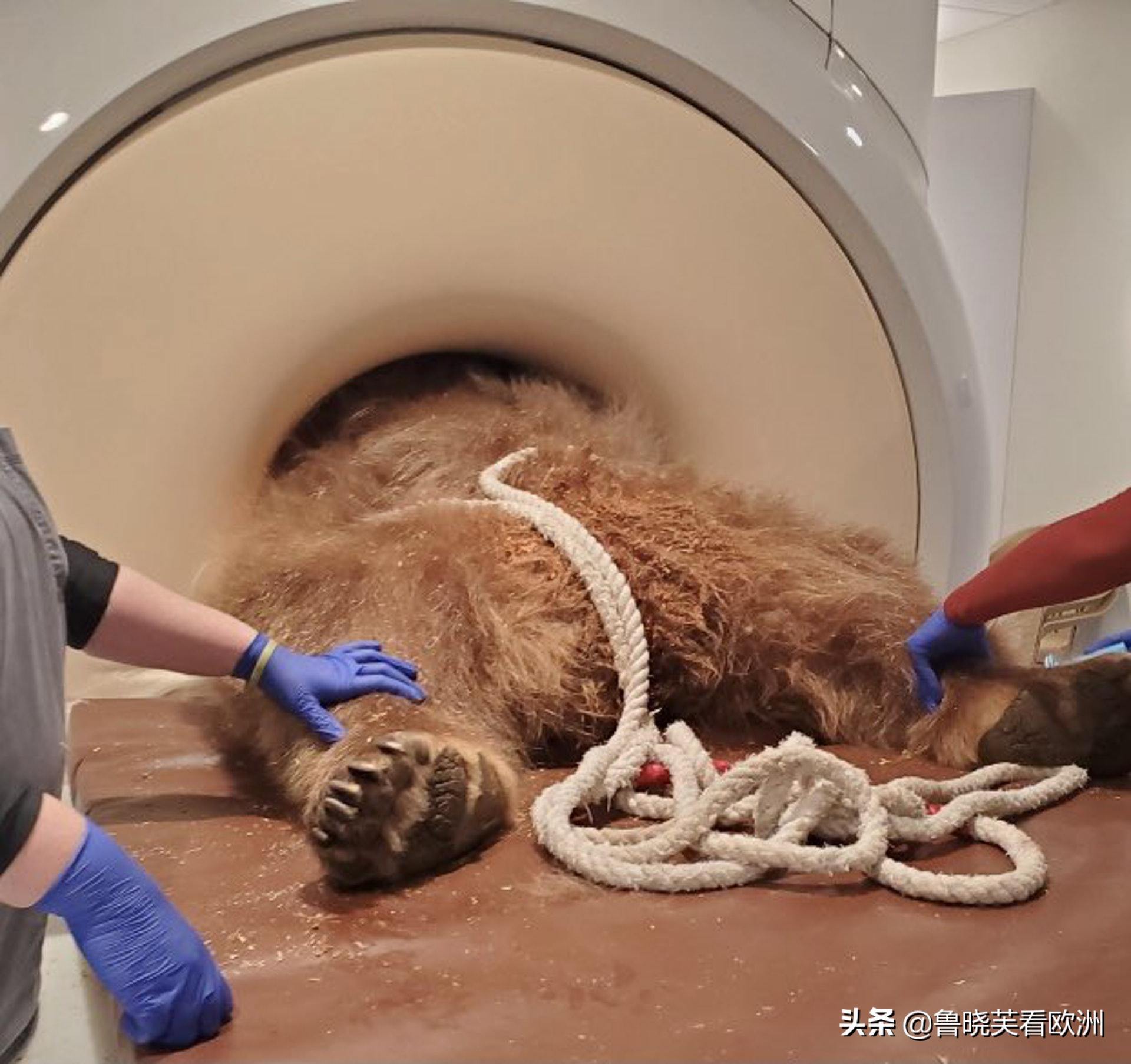 日本兽医公开马儿照CT，*处私**全曝光，网民争议：没有马权