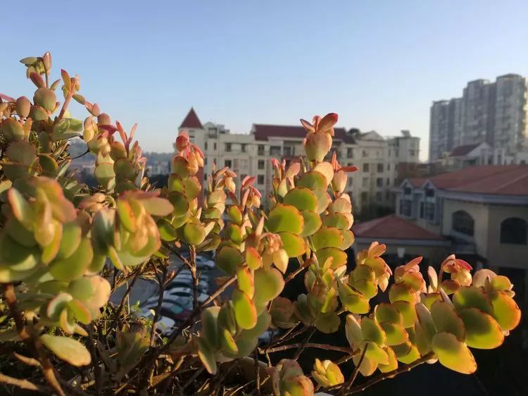 冬日暖阳邂逅最美的多肉,冬日暖阳和多肉暖了我的心